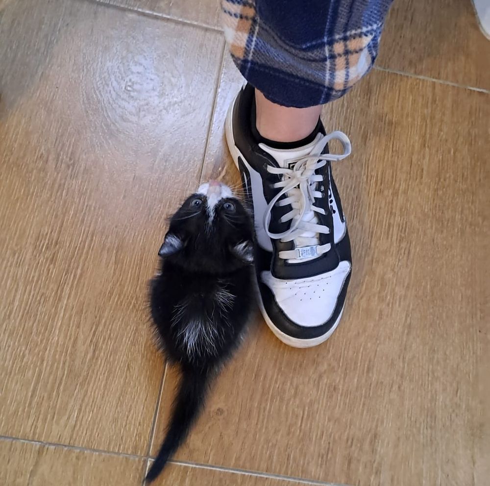 la gata al lado de una zapatilla, es muy pequeña. está mirando hacia arriba
