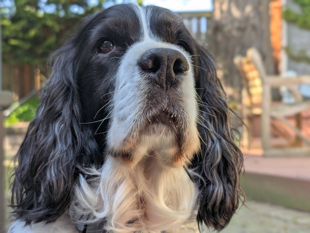 Close up photo of a Springer Spaniel's face. His ears are long and wavy with hints of grey in the black fur. 