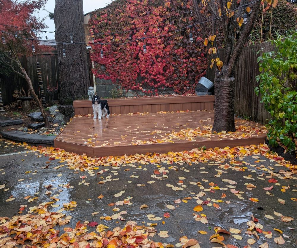 Wet stones, wet patio, wet orange leaves on the ground, in the distance a wet dog staring at me. He doesn't care that it's raining and is refusing to come inside.