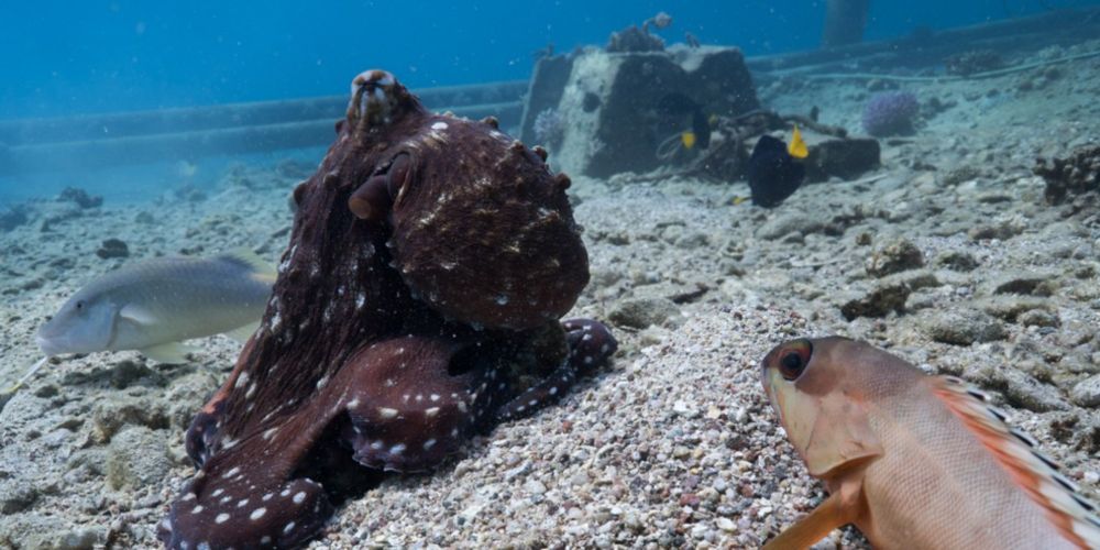 Octopuses recorded hunting with fish — and punching those that don't cooperate