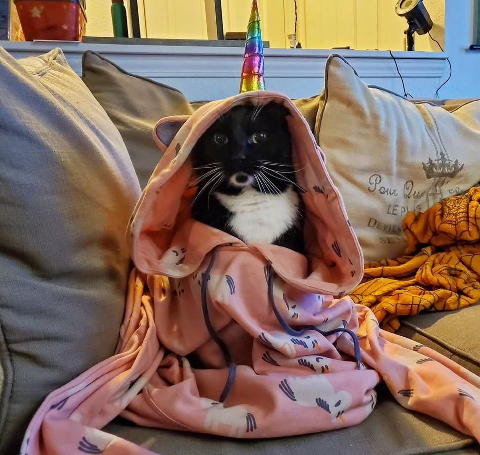A cat in an oversized pink unicorn hoodie sitting on a couch.