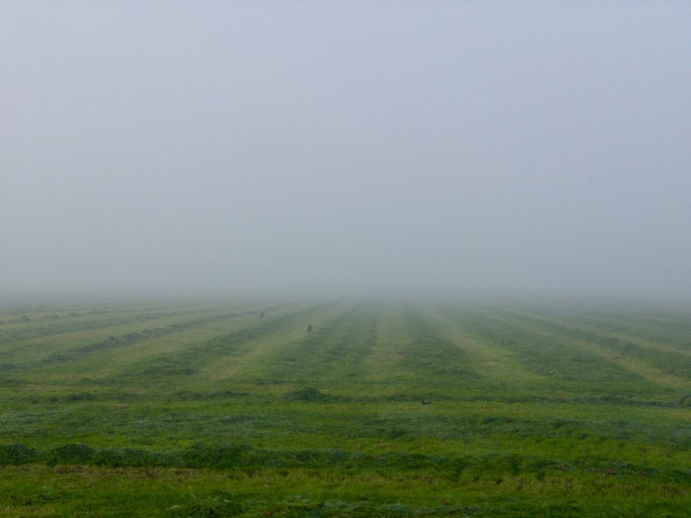 Mistig weiland met rijen gemaaid gras. Het veld is vochtig en in de verte verdwijnt alles in een dichte, grijzige mist. Er zijn amper details zichtbaar in de achtergrond door de mist. Het gras is netjes in banen verdeeld. Op enkele plekken zijn vaag donkere vlekjes zichtbaar, waarschijnlijk vogels of objecten. De sfeer is stil en rustig.