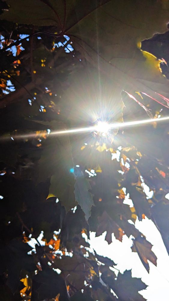 brilliant sun rays passing through the leaves of a tree. the leaves are thick, dark, and belong to a maple tree.