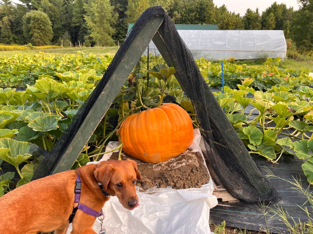 Big pumpkin and a dog named goob 