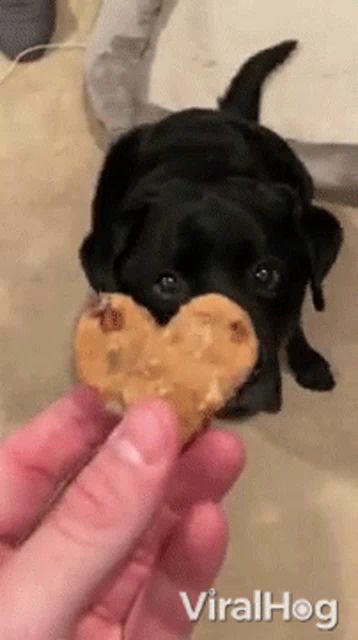 a black dog eating a heart shaped cookie from a person 's hand .