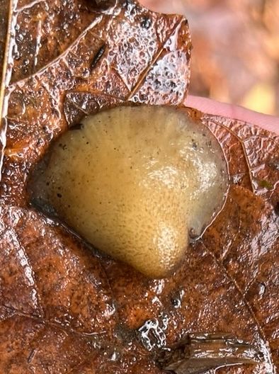 Cream yellow colored fungus on a wet brown maple leaf. 