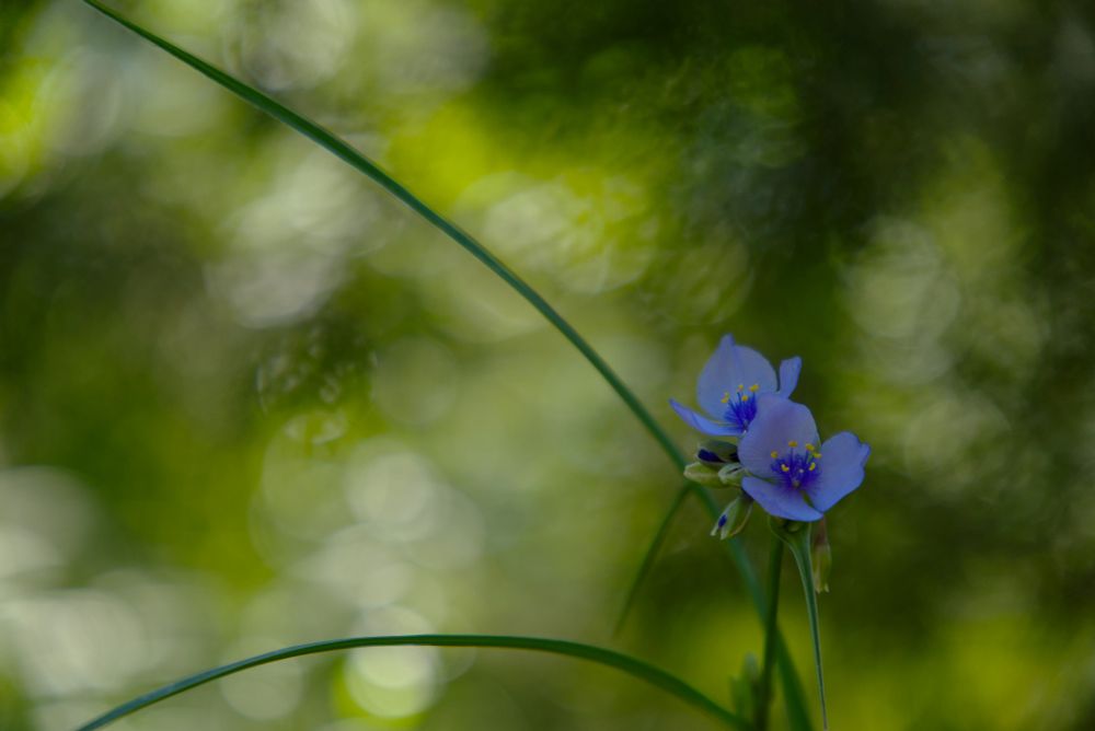 A pale blue flower
