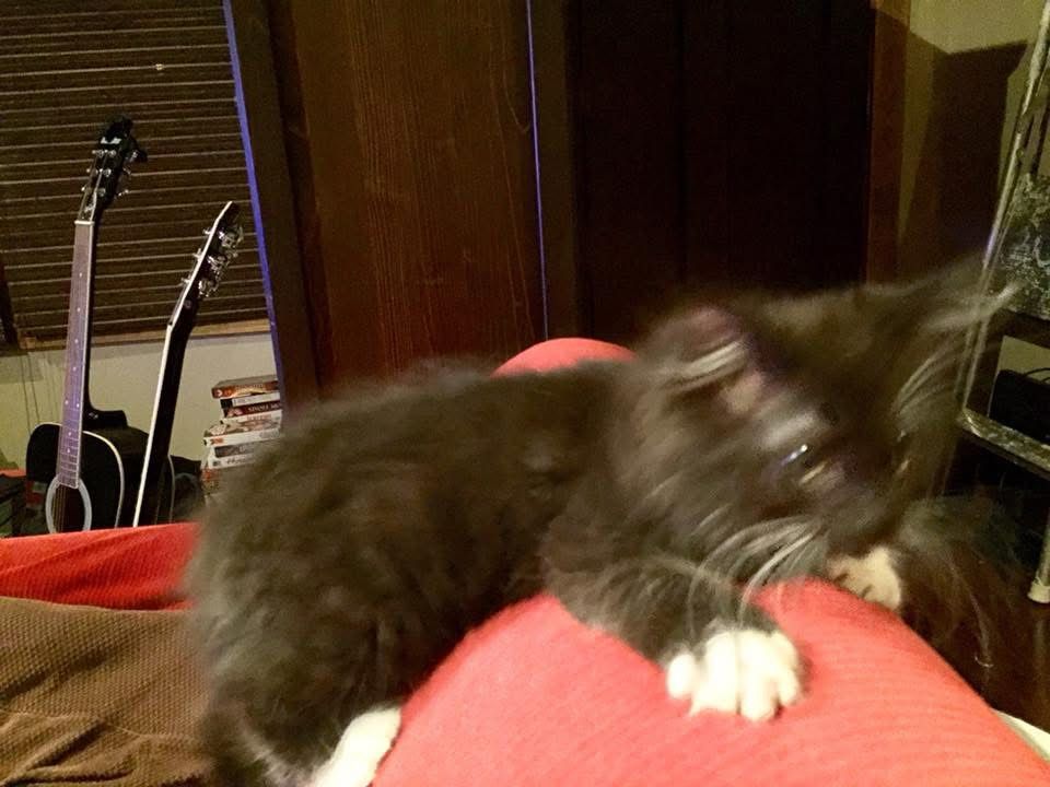A small black kitten with large white paws scrambling to the top of a red couch.