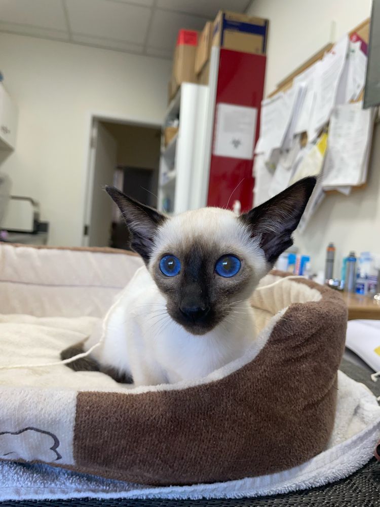 siamese kitten with big blue eyes