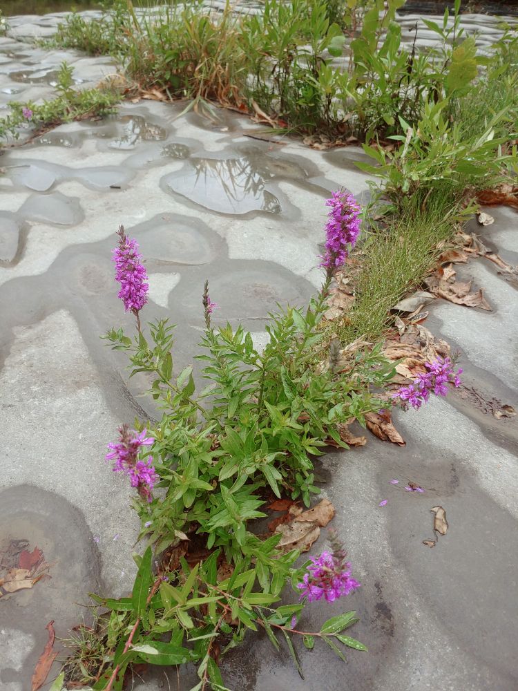 Several purple flowers amid grass growing through a crack in some natural stone.