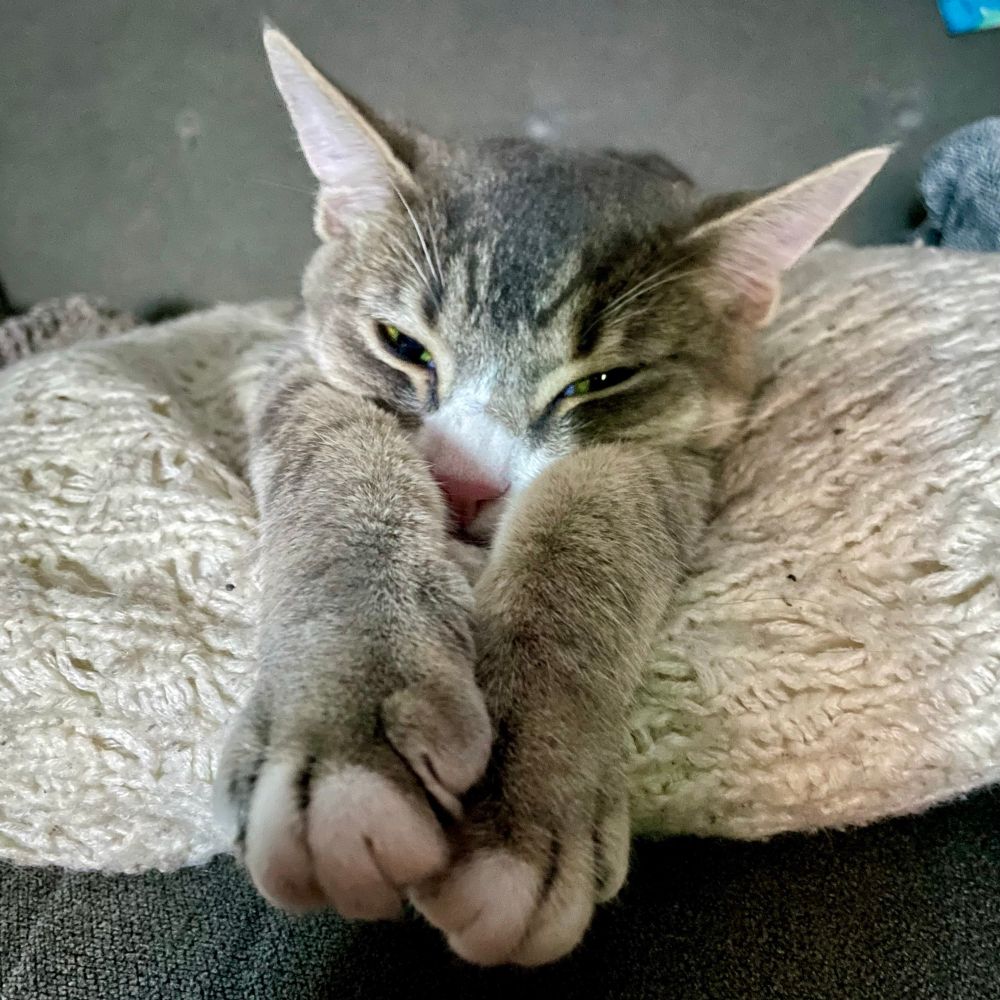 A photo of a grey tabby kitten lying on pillows, front legs stretched forward. Her eyes are partially closed and she looks sleepy. 