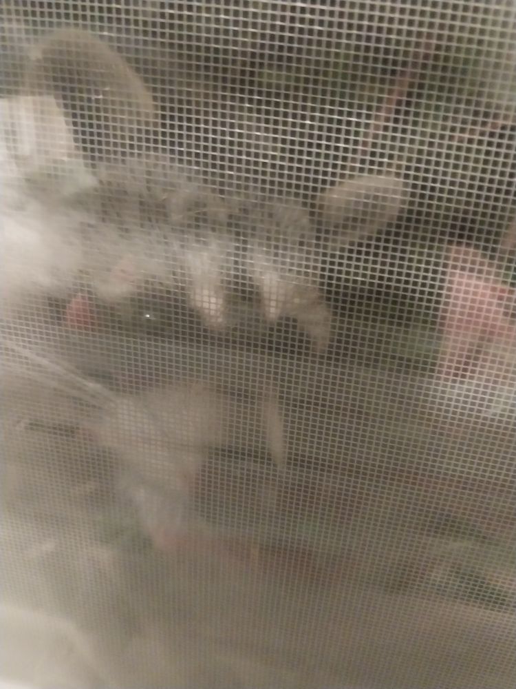 A picture taken through a set of plastic vertical blinds, reflecting double glazed window and a metal screen window, of the face of the furry little bastard who greeted me when I pulled back the blinds. It is sitting in the bushes outside the window and kinda grumpy that I'm being grumpy about it.