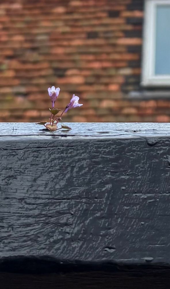 Tiny purple flower living on the top of a painted wooden gate frame in the city.