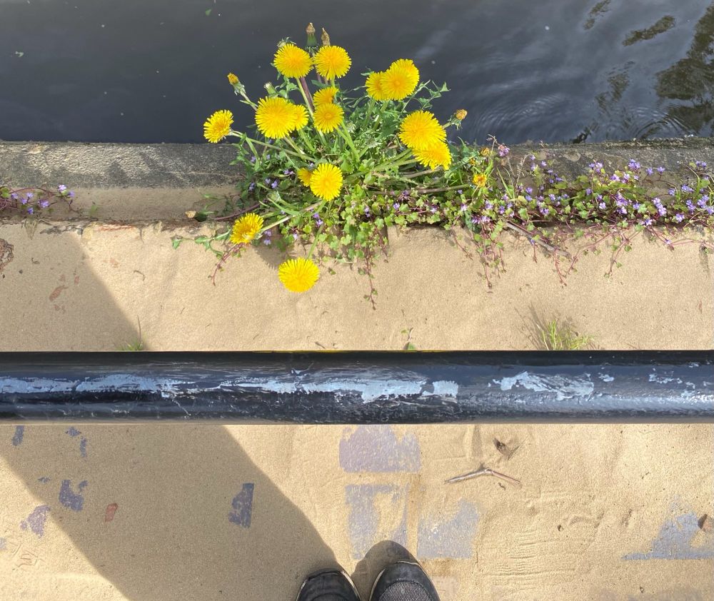 Dandelions growing from a wall