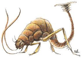 A rust monster from second edition D&D -- an insectile creature with long tail that is forked at the tip, and two long antennae-like appendages extending from its mouth
