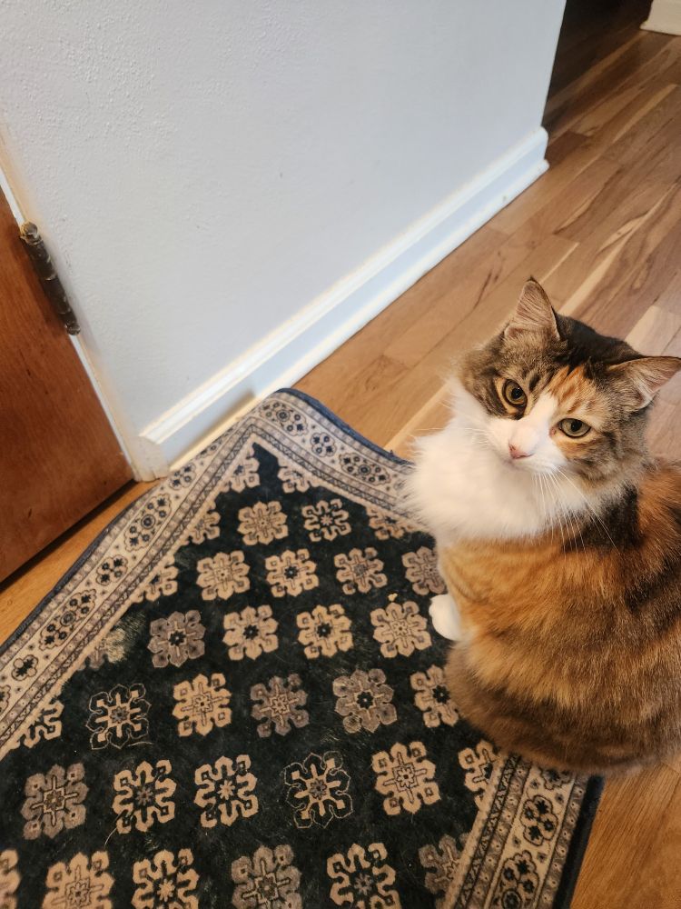 Calico cat on the corner of a rug that has been pushed against the wall. 