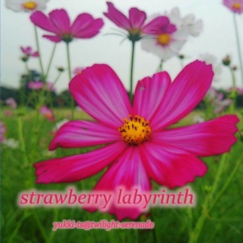 strawberry labyrinth - crossfade demo