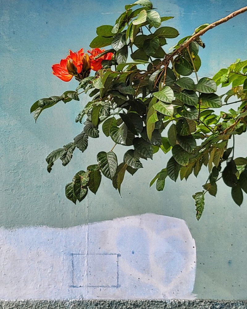 Bright orange flowers and glossy green leaves against the roughly texture light blue and white wall of a building in the sun.