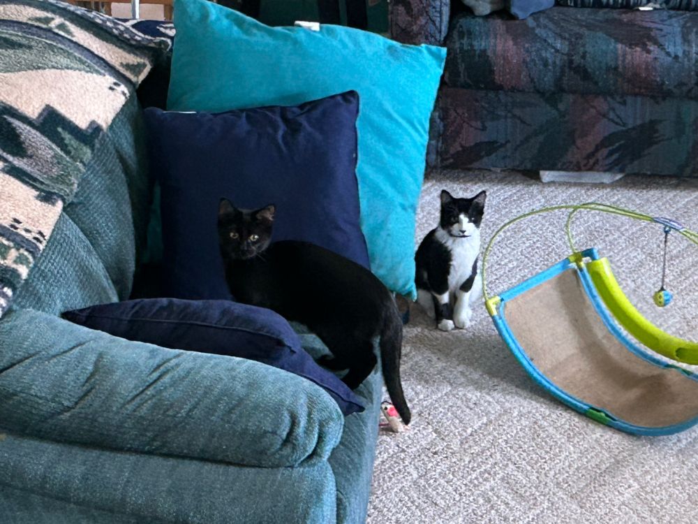 Picture of Chase and Ryder exploring their new home- minutes after arriving.