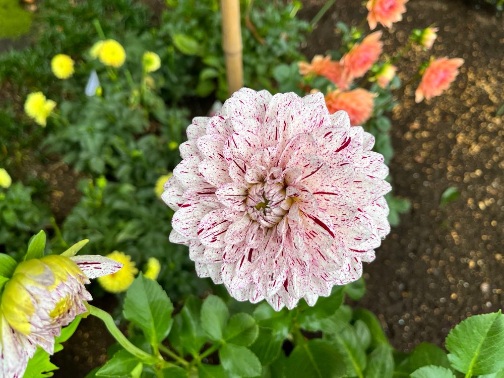 Closeup on a white dahlia with variegated purple colors. 