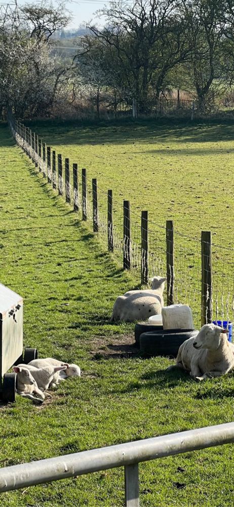 Sheep and lambs in the sun