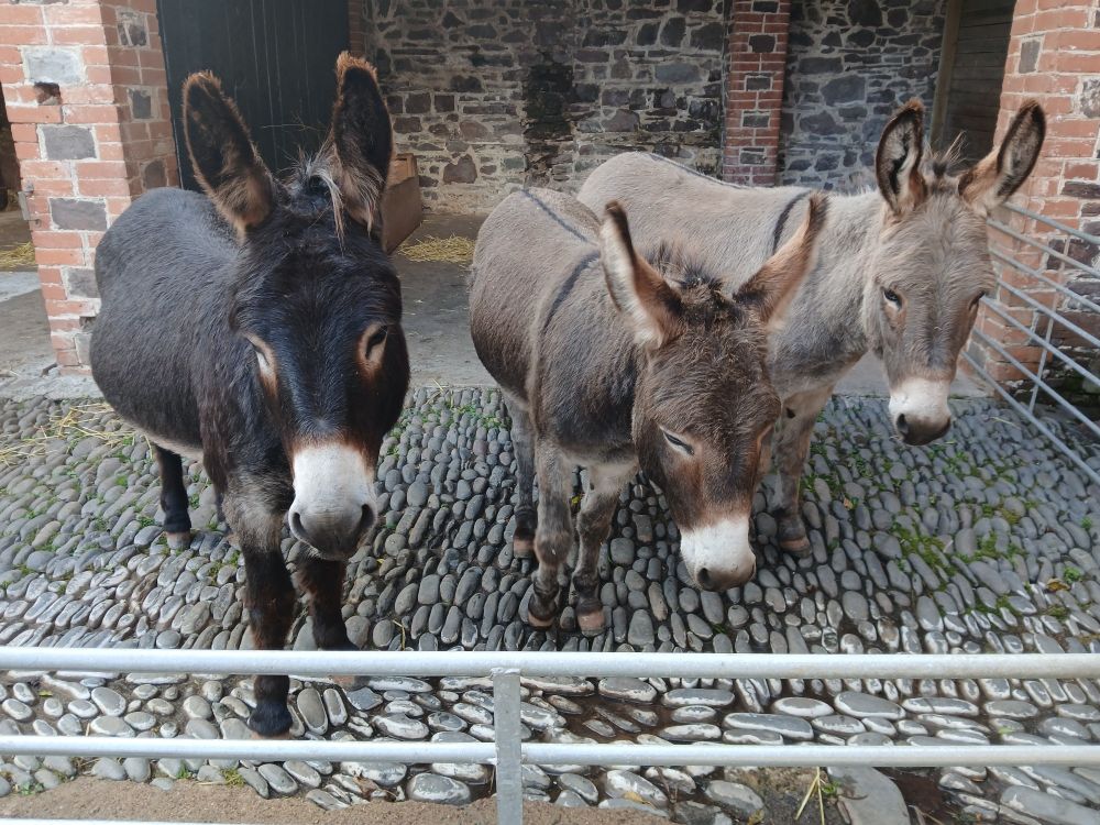 Three Clovelly donkeys.