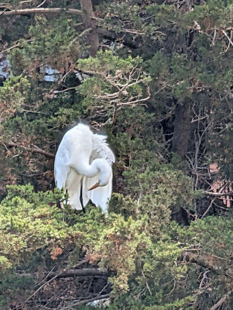 A great egret perched in a tree. It is a large white bird, bending its long neck to look downwards. 