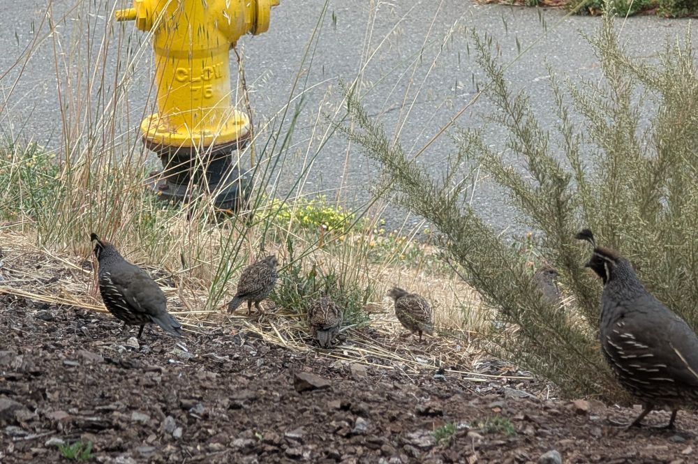 Family of California quails on the ground. Two adults with the head crest, and two smaller birds nearby. 