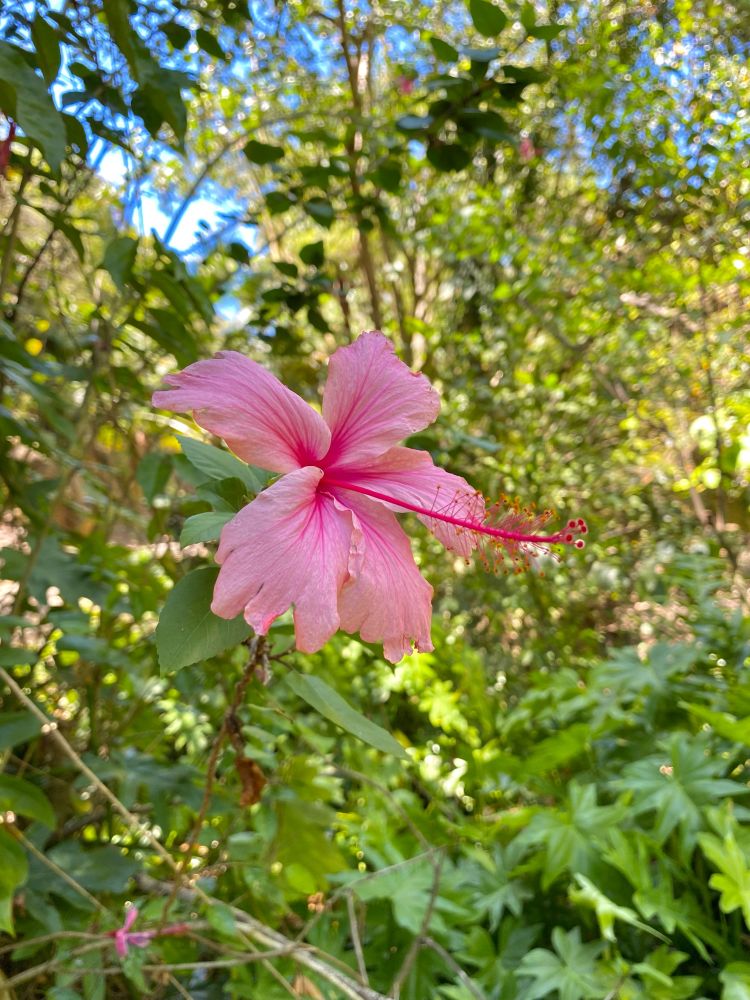 A pastel + hot pink-coloured hybrid hibiscus.