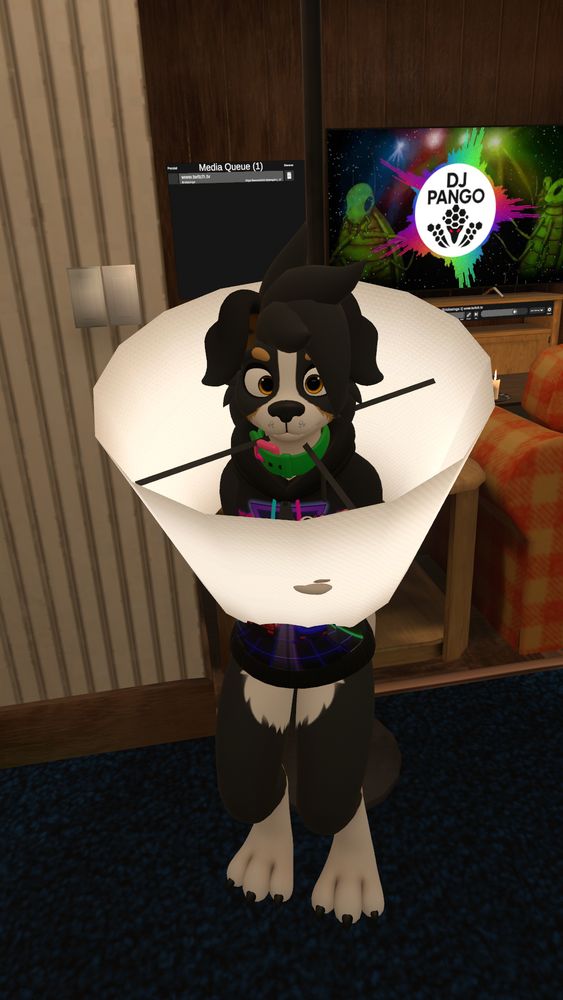 PNolandS wearing the cone of shame