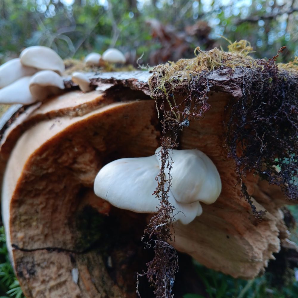 There are off-white shelf shaped mushrooms emerging from a downed log. We're looking at the broken end of the log, with a mushroom growing from the upper middle, with moss dangling down over it