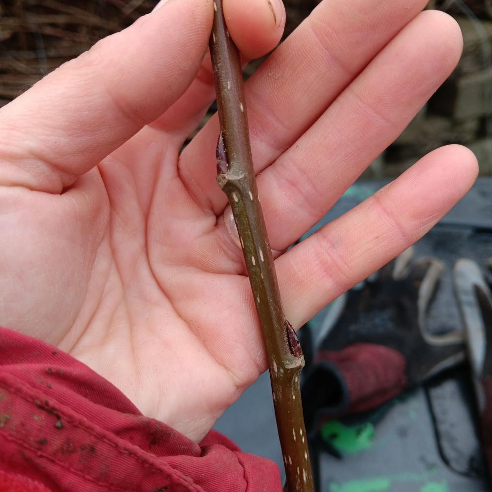 A brown twig with bigger, pointy buds, with lenticels that are stretched vertically. 