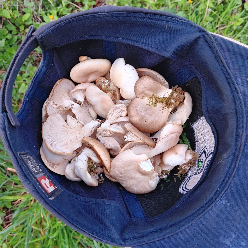 Oyster mushrooms in a baseball cap. 