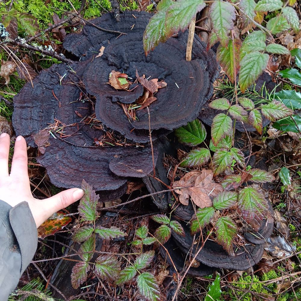 Dyer's polypore. For some reason I only ever see them when they're old/ dead