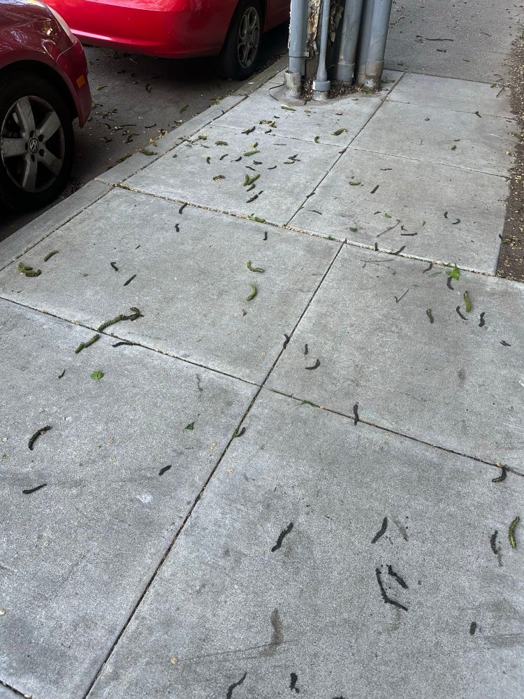 City sidewalk with dozens of catkins laying on it.