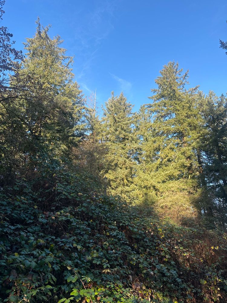 Fir trees and green vines against a blue sky.