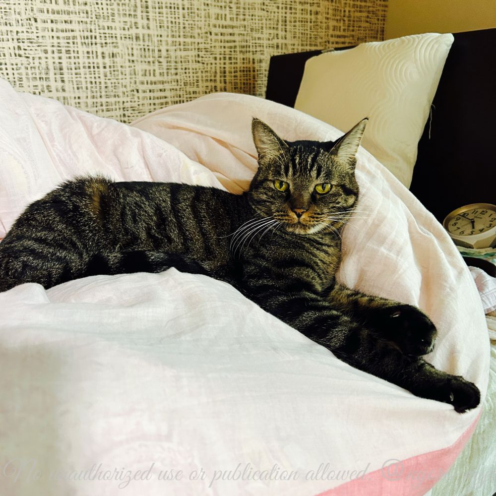 干した布団に我が物顔で横たわるキジトラ