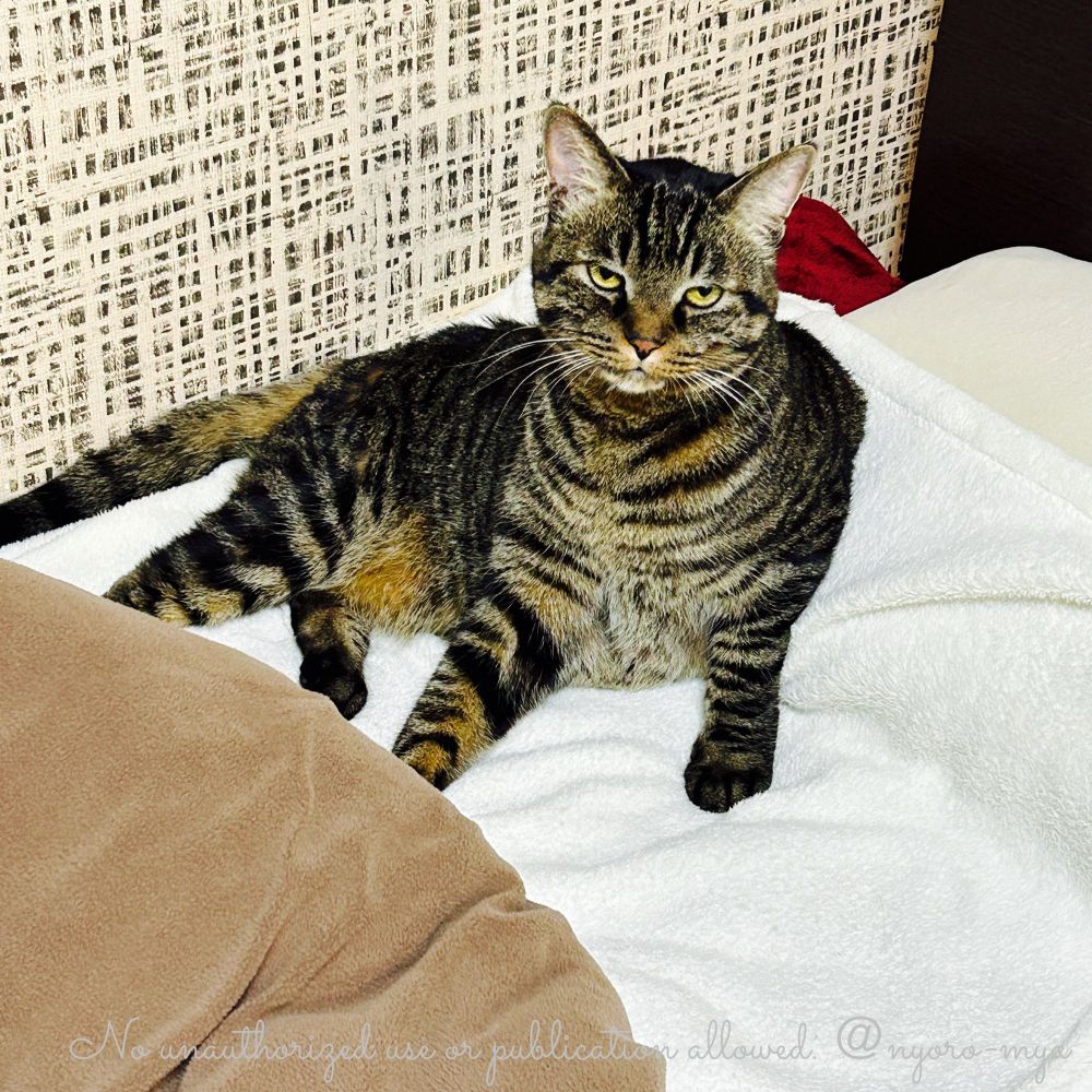 飼主の寝床でくつろぐキジトラ