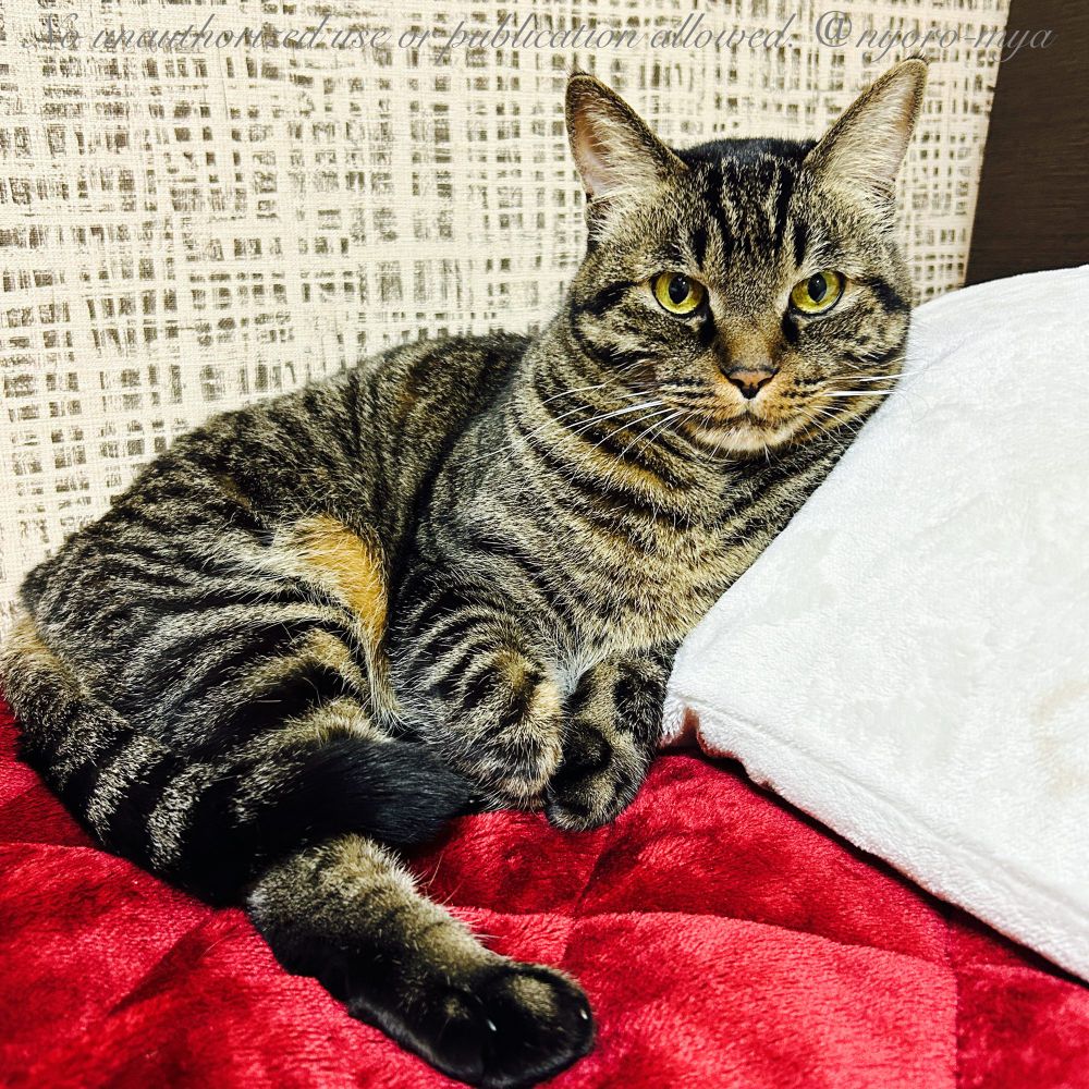 飼主の枕にもたれて満更でもない感じのキジトラ