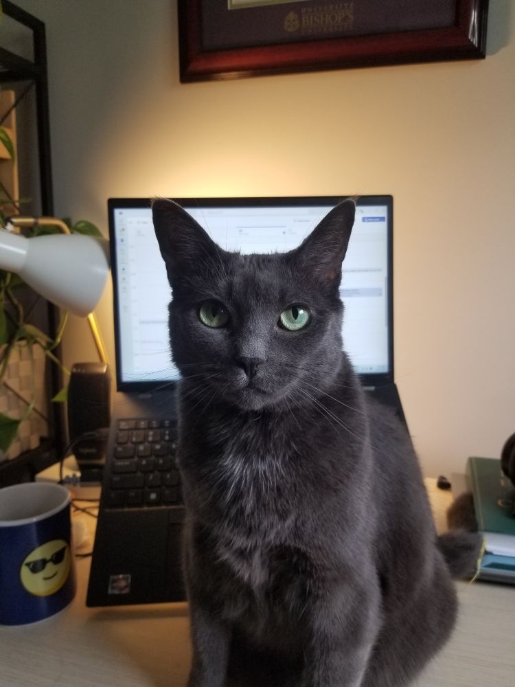A grey cat with green eyes stares at the camera. She sits on a desk between the viewer and a laptop that is clearly trying to be used for work