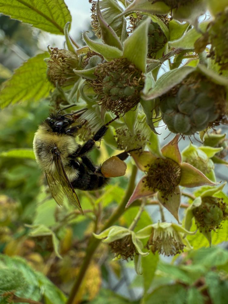 A bumblebee is pollinating a raspberry plant. The bee has rather large balls of pollen on its hind legs. 