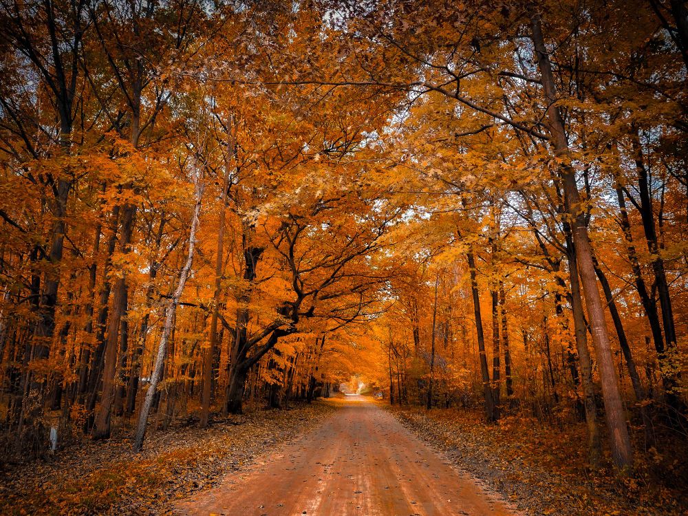 Gravel road during fall.
Autumn. iPhone photography. 