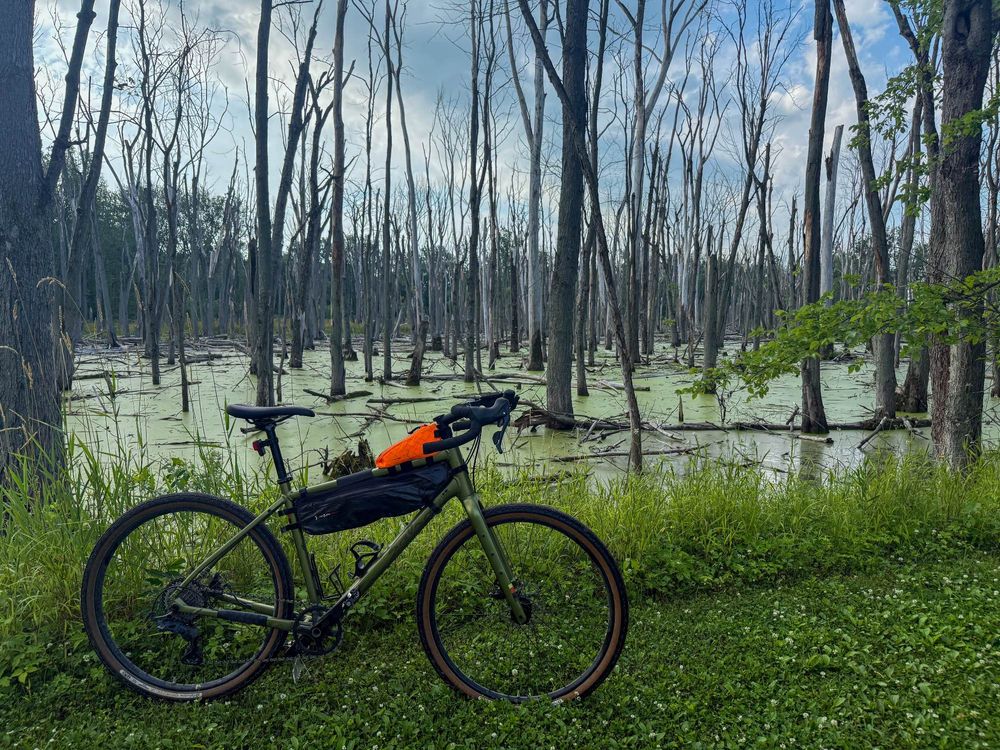 My gravel bike leaning next to a swamp