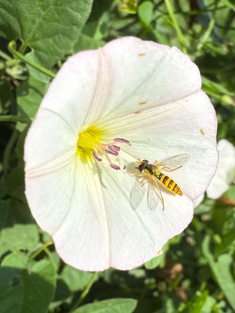 A flowering field bindweed plant with a hoverfly sitting on the petal. It has pollen on its back, and is potentially stalking a small insect. iPhone photo. 