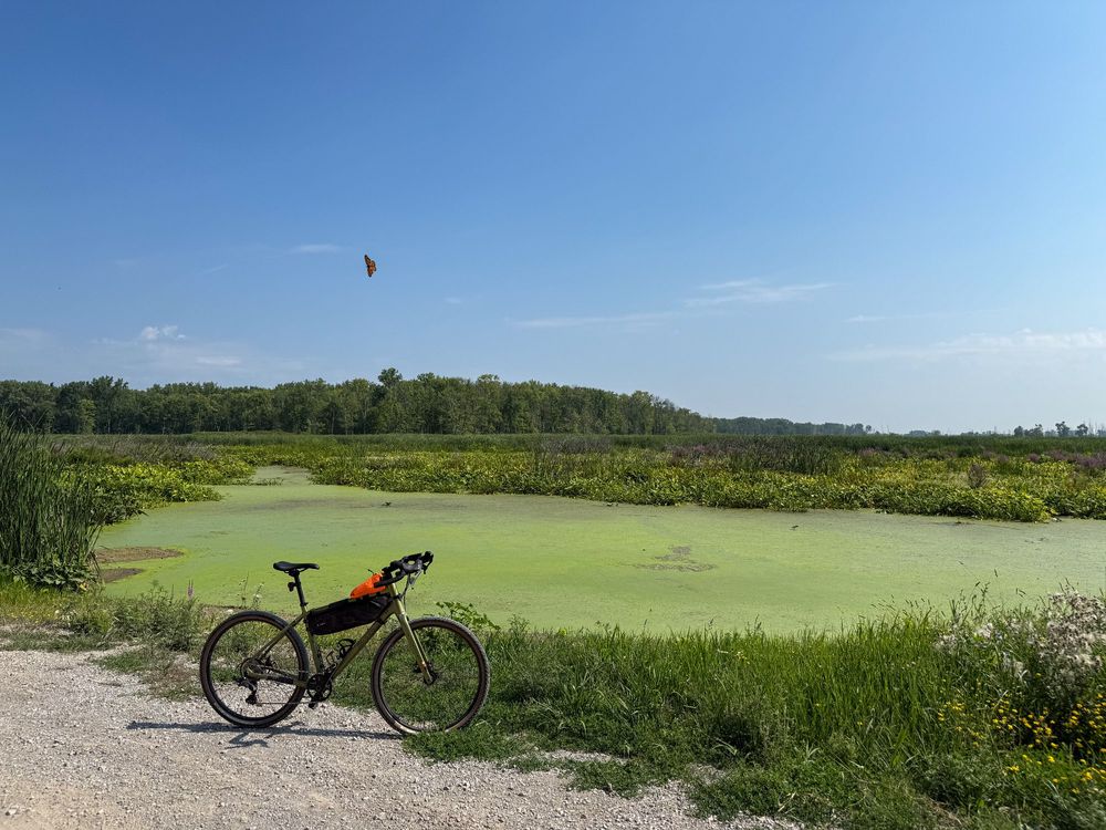 A gravel bike leaning on a trail next to a marsh. A monarch butterfly can be seen fluttering above my bike. 