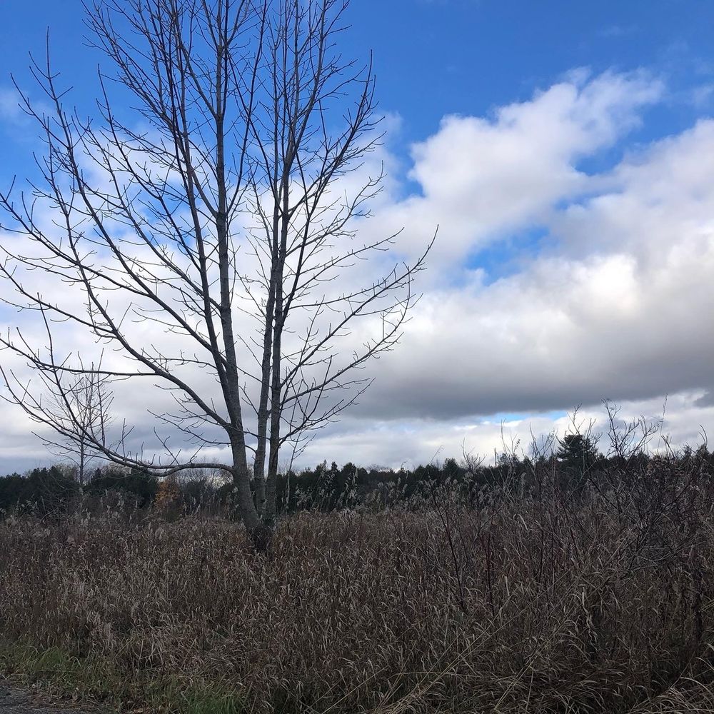 The Harvest Trail between Stouffville and Markham, at fall. Bare trees and crops. Clouds. Rouge National Urban Park.