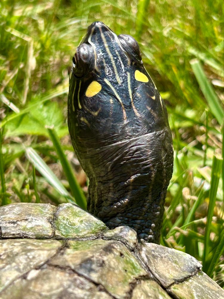 Closeup of Ouachita turtle head with yellow stripes and spots