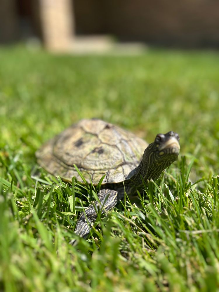 Ouachita map turtle (rescue pet), in the grass. Her name’s Fifi and she likes shrimp, cranberries, pellets, mealworms, and red-leafed lettuce