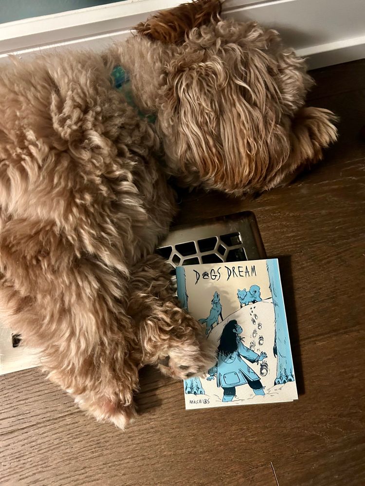 My dog, Dashiell (brown Havanese), sleeping while holding Maya McKibben’s Dogs Dream foldout comic