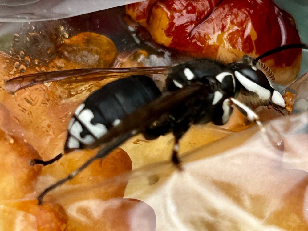 Bald-faced hornet, close-up, on a ziplock bag of fruit